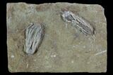 Two Fossil Crinoids - Crawfordsville, Indiana #94419-1